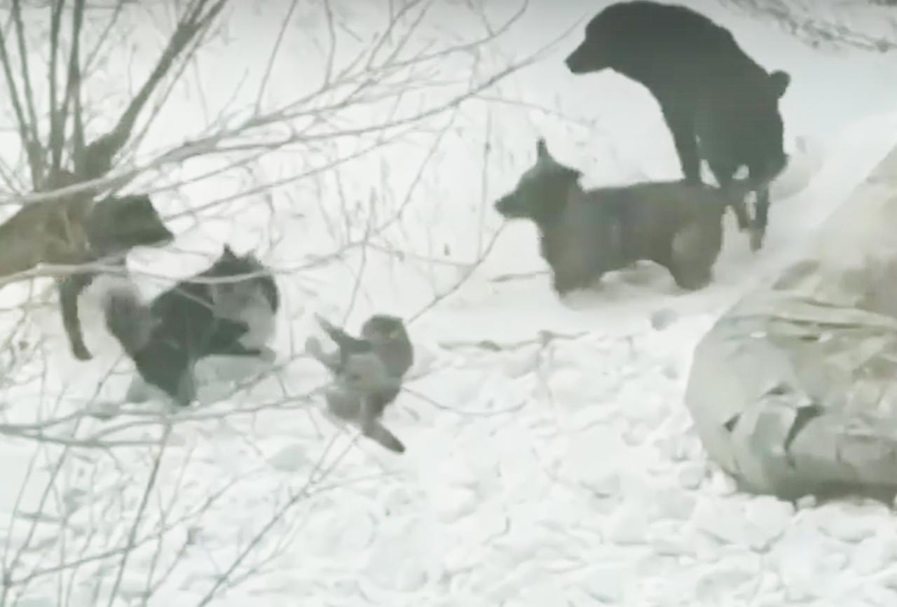 Героический поступок юного россиянина попал на видео и восхитил москвичей