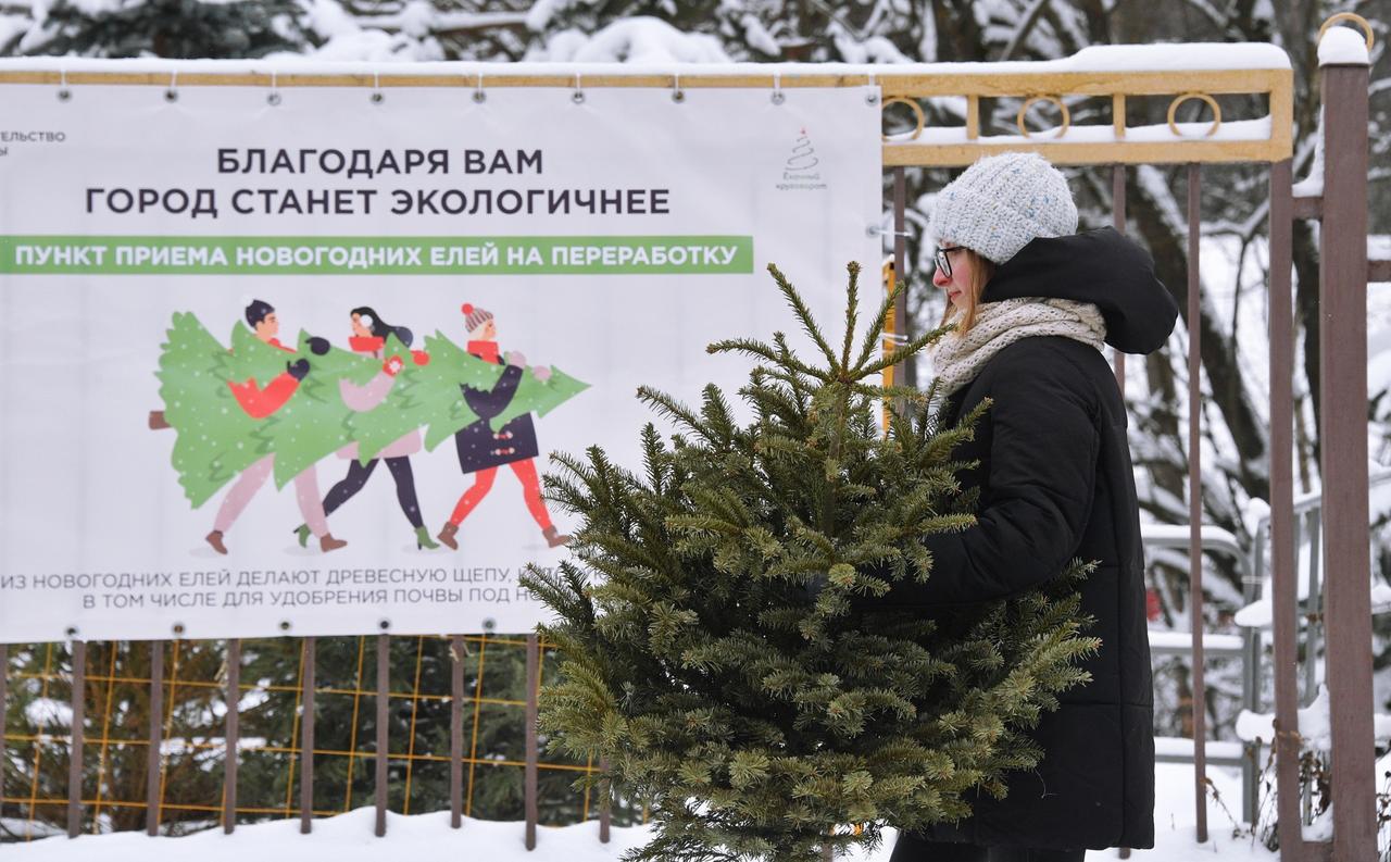 Собянин напомнил москвичам срок работы пунктов приема елок на переработку