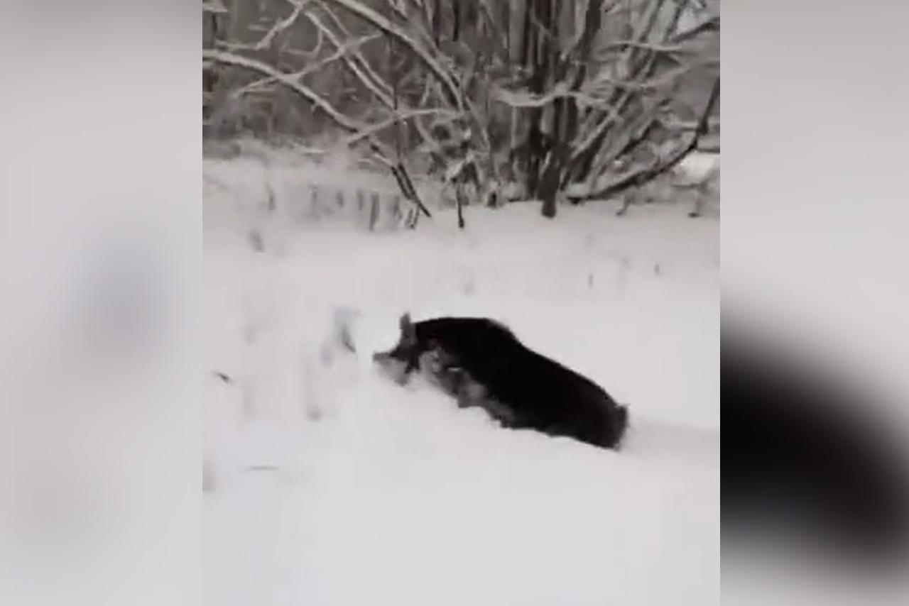 Кабан вышел к жилым домам в Подмосковье и попал на видео