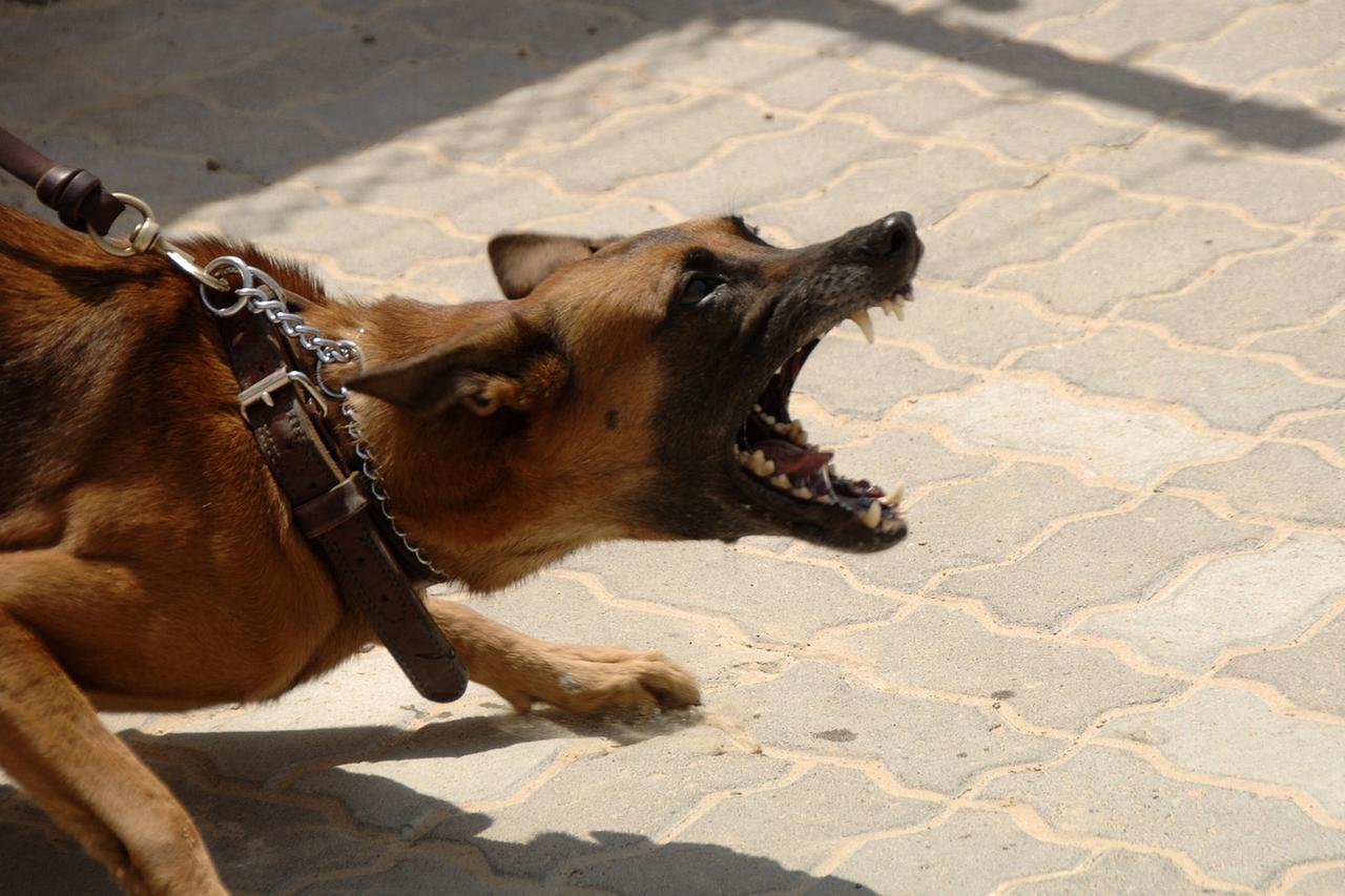 В Подмосковье собака искусала полуторагодовалую девочку