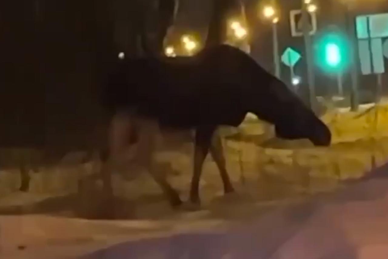 Лось вышел к автомобилистам в Москве и попал на видео