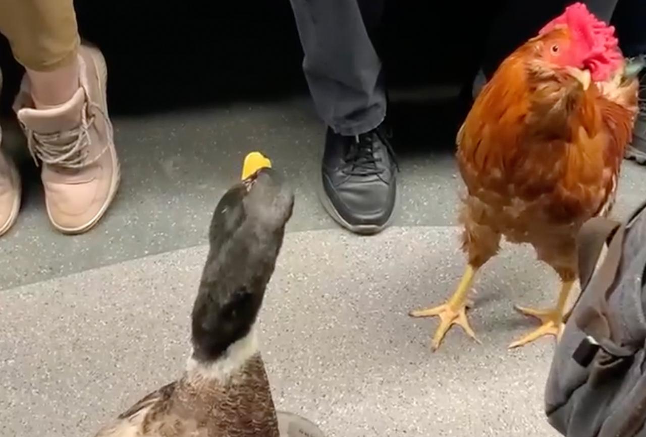 «Скрудж Макдак» с напарником вышли на дело в московское метро