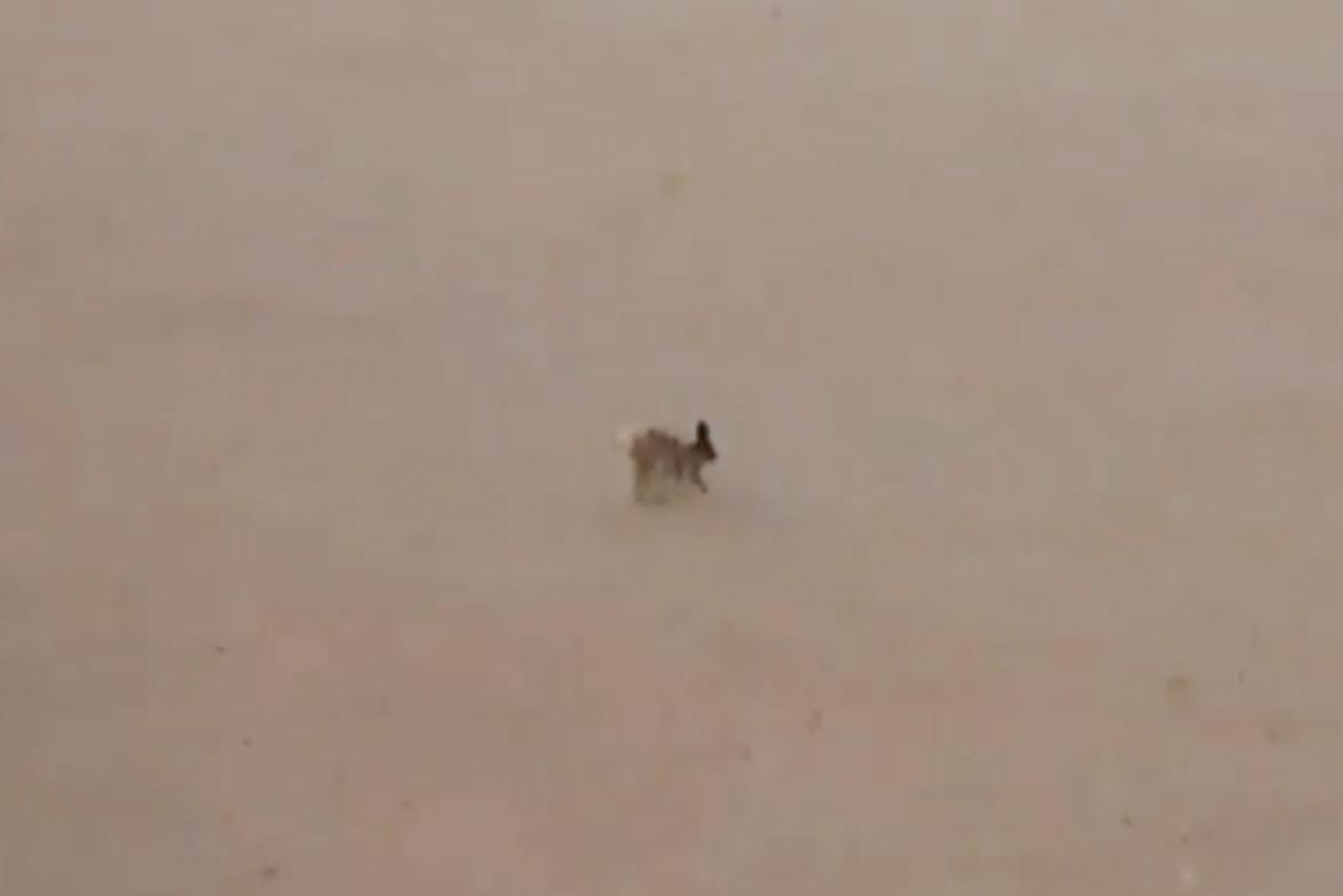 Заяц вышел к людям по замерзшей Москве-реке и попал на видео