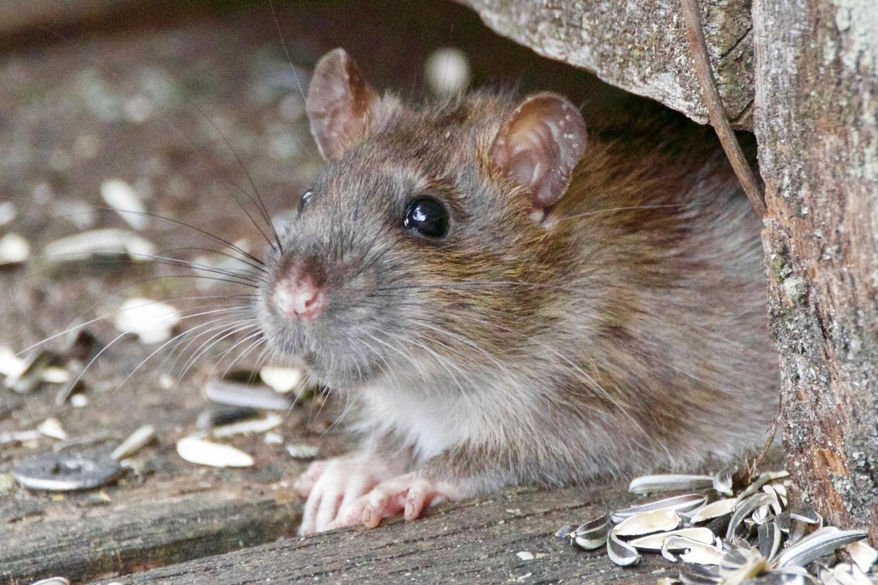 Крыса укусила человека в продуктовом магазине в Москве