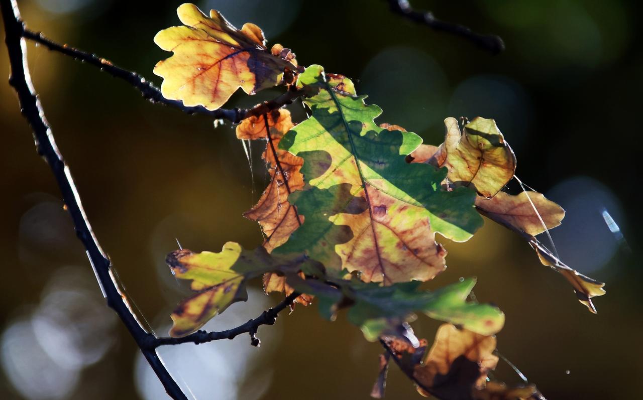 Названо местоположение самых древних дубов в Москве