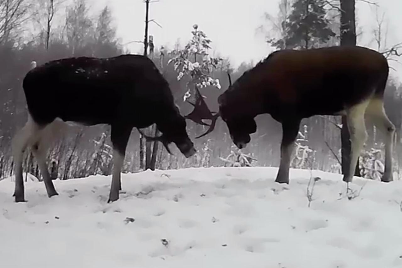 Битва лосей в московском лесопарке попала на видео