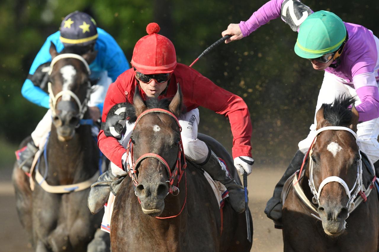 Названа цена лошадей Московского центрального ипподрома