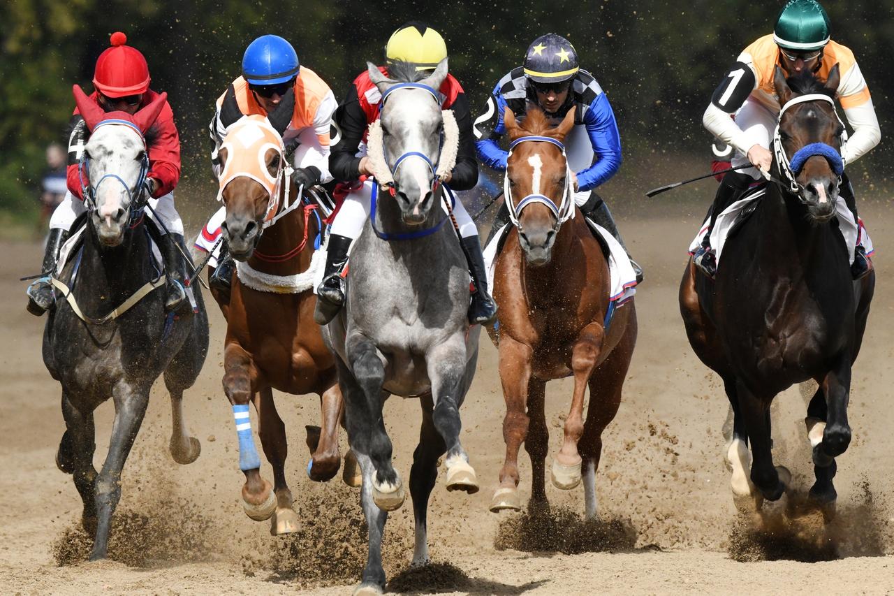 Названо число лошадей на Центральном московском ипподроме после реконструкции