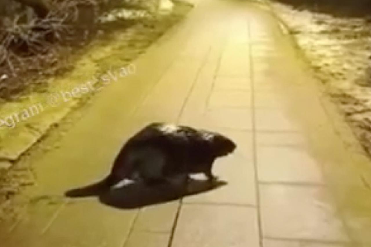 Вышедший к людям в Москве огромный бобр попал на видео