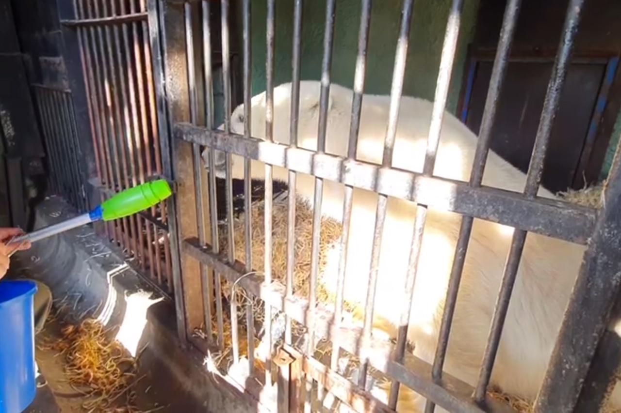 Поющий медведь Диксон попал на видео в Московском зоопарке