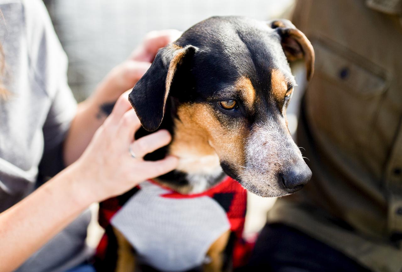 Стала известна зарплата догситтера в Москве