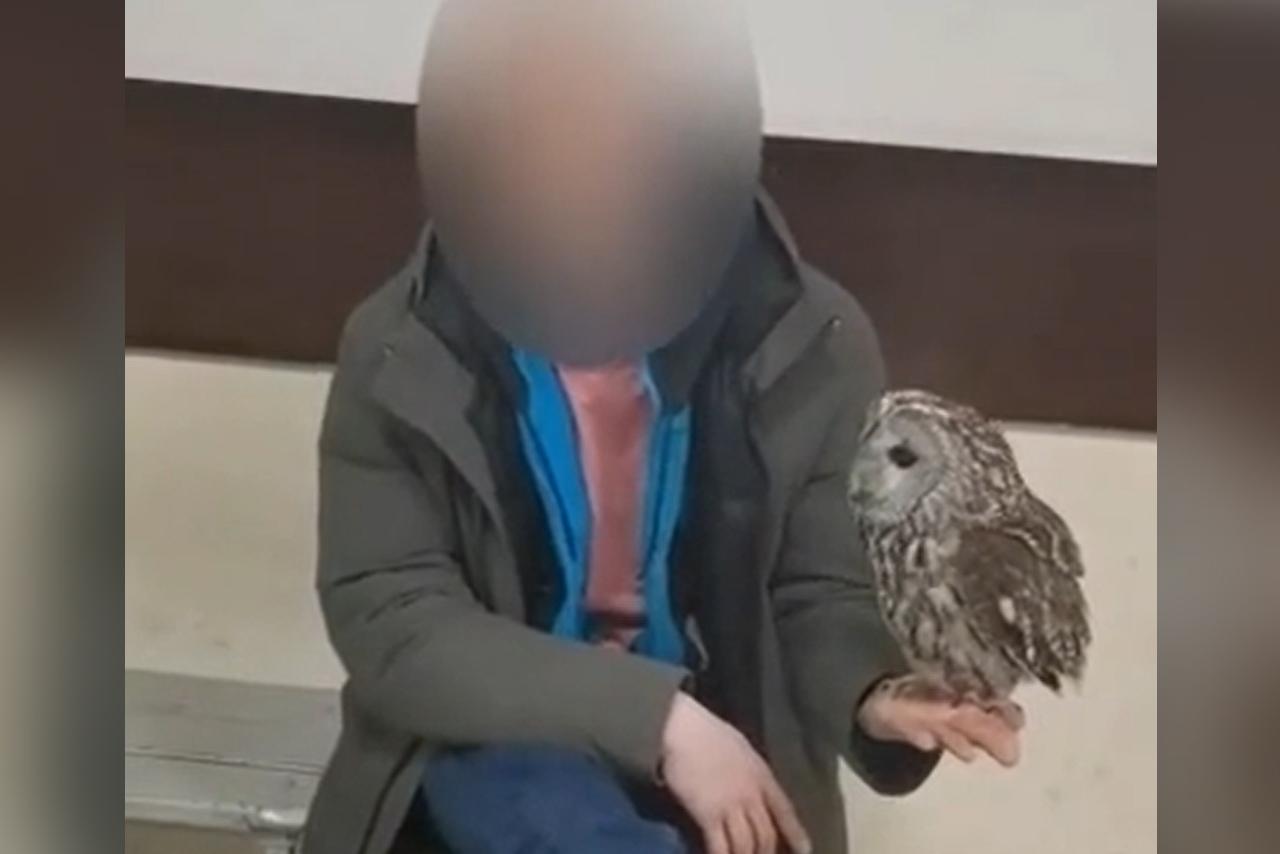 Из-за предложений о платных фото столичный аниматор лишился краснокнижной совы