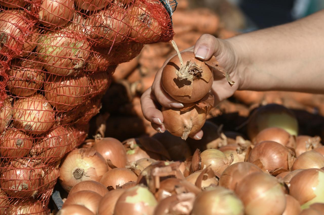 Доктор Мясников объяснил важность употребления лука