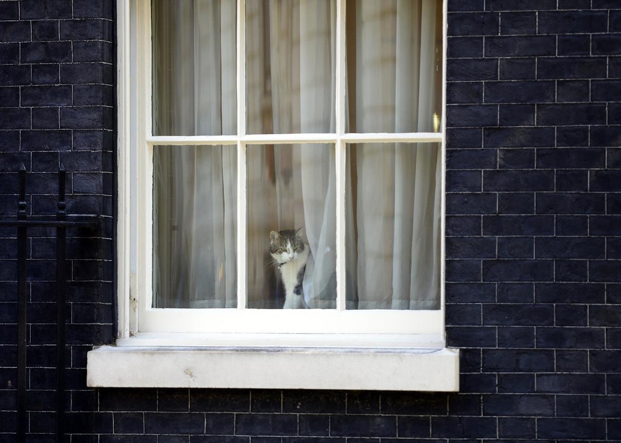 В Подмосковье у кошки-чемпионки отобрали все титулы из-за поддельной родословной