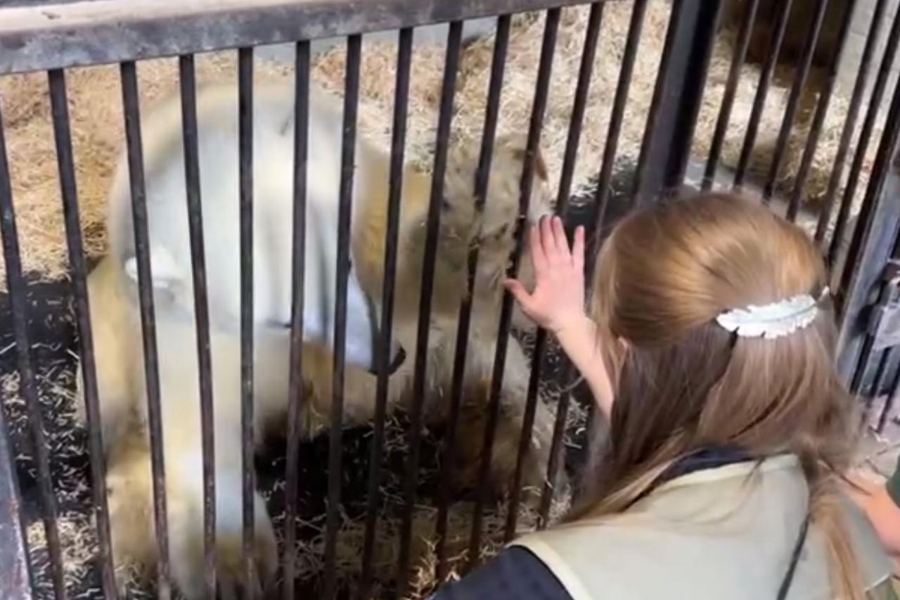 Медведь Диксон в Московском зоопарке научился давать пять