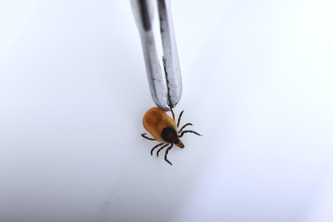 Опубликовано фото нашествия клещей в Подмосковье