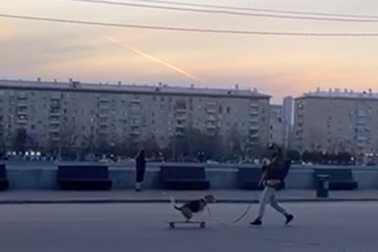 Москвич решил научить собаку трюкам на скейтборде и попал на видео