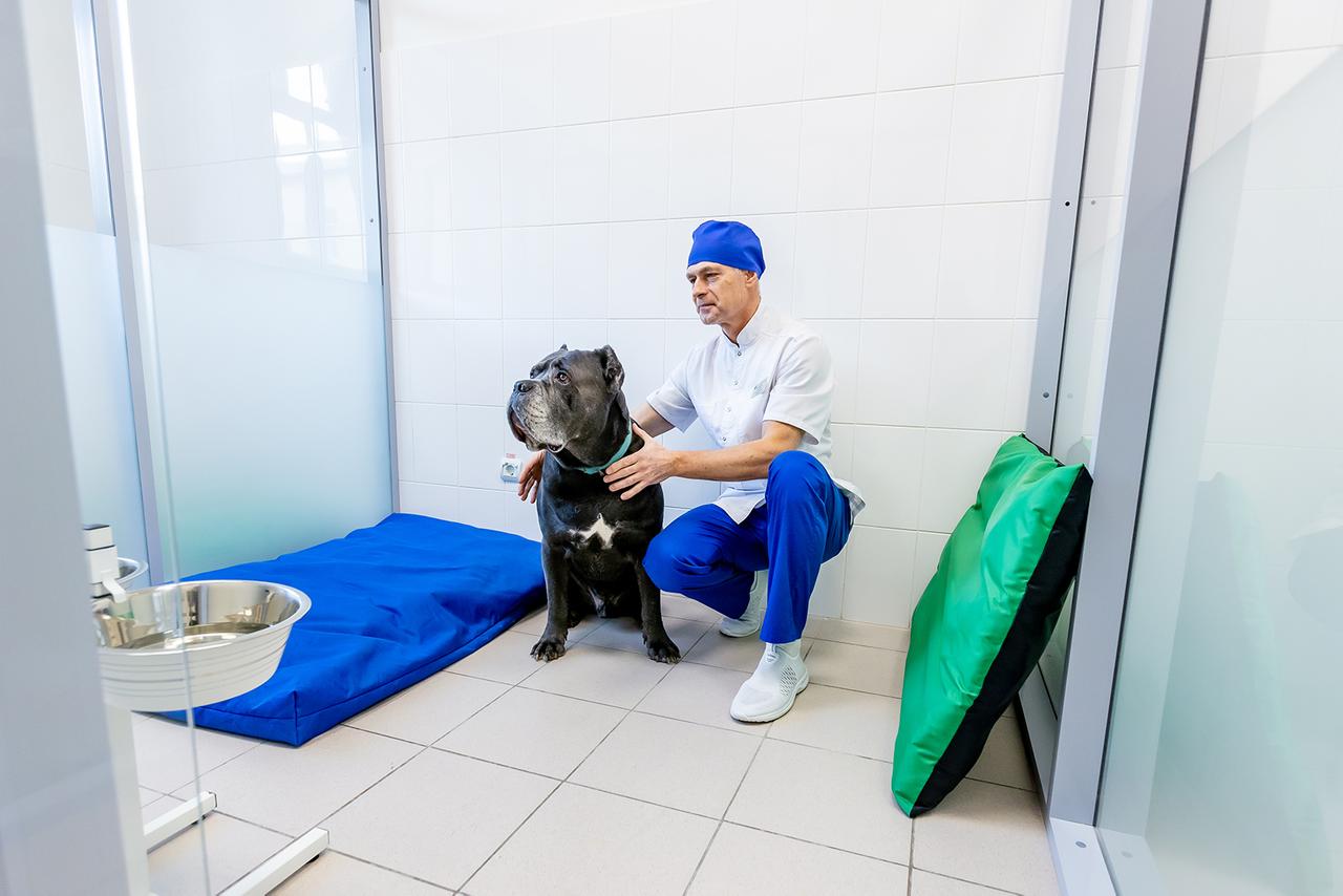 В Москве заработала круглосуточная больница для домашних животных