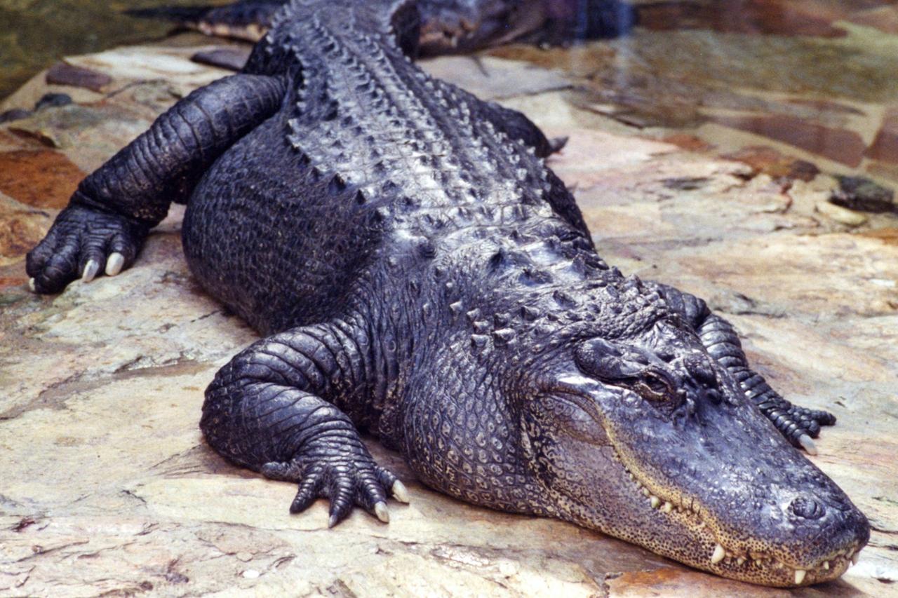 Мертвого крокодила нашли в подмосковном лесу