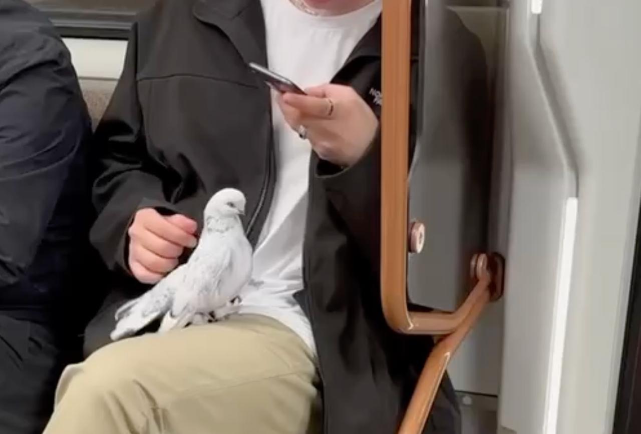 Необычный пассажир московского метро умилил пользователей сети