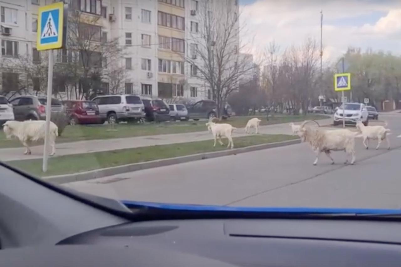 В Москве козы перешли дорогу и рассмешили пользователей сети