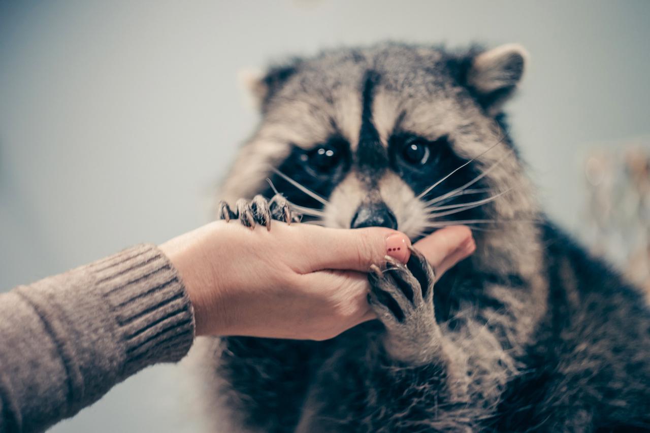 Необычный пассажир московского автобуса умилил пользователей сети