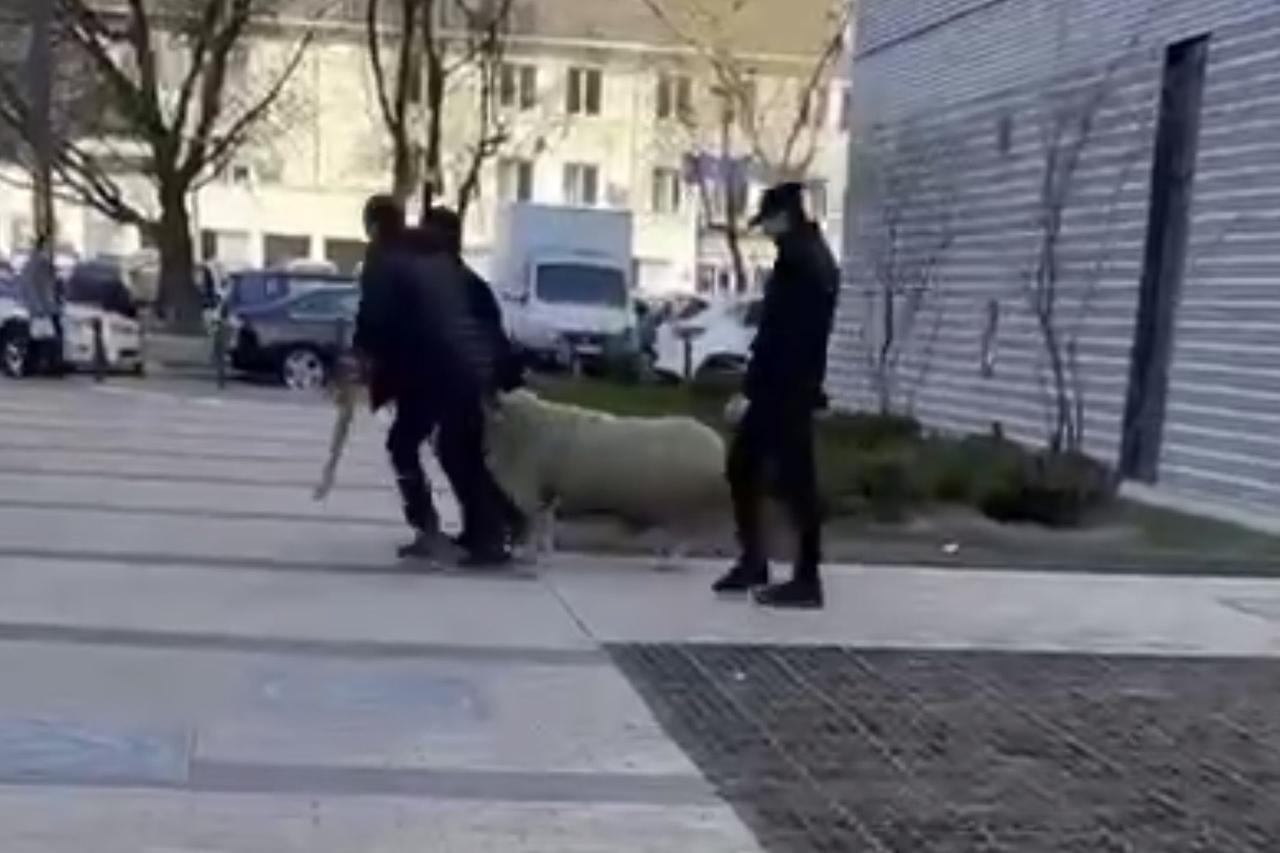 В Москве двое мужчин тащили по улице барана и попали на видео