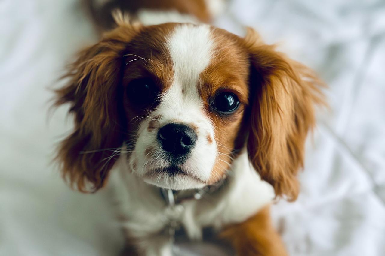 В Подмосковье собака спасла 18-летнюю хозяйку с инсультом