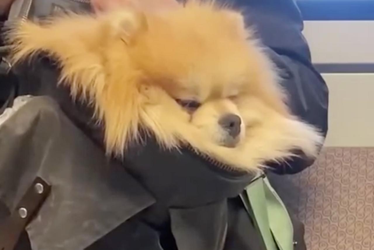 В столичной подземке москвич провез безбилетного пассажира в рюкзаке