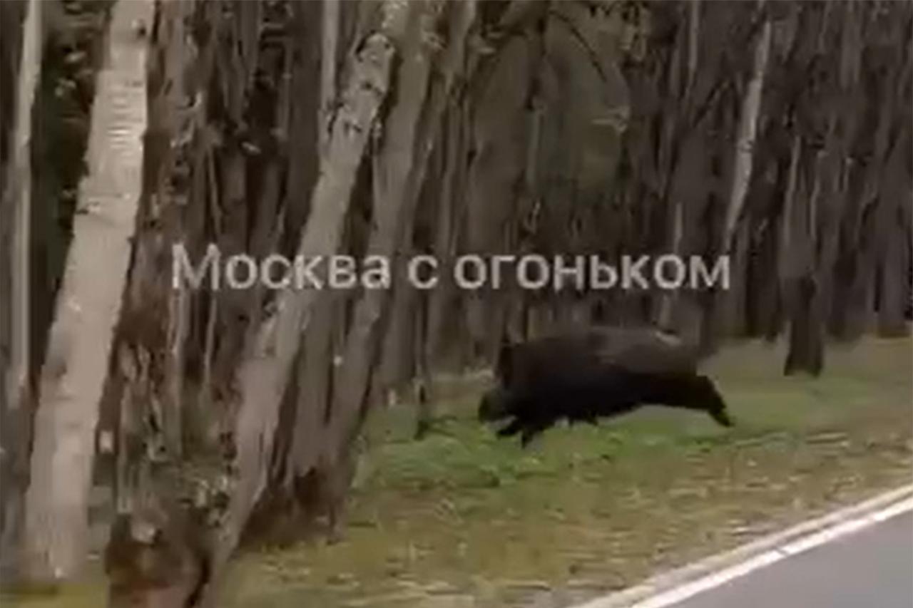 Кабан вышел к людям в московском парке и попал на видео