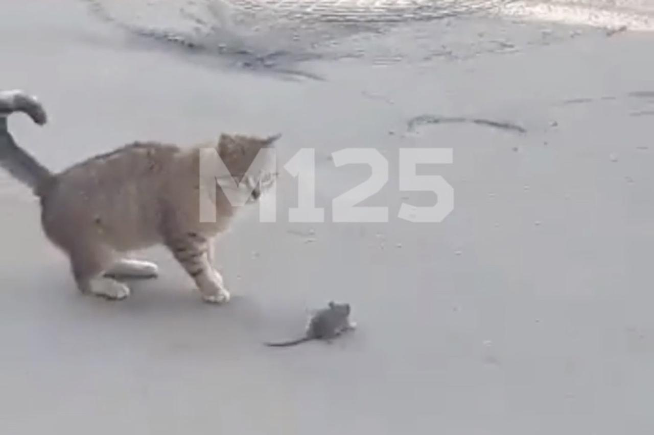 Битва кота и крысы в Москве попала на видео