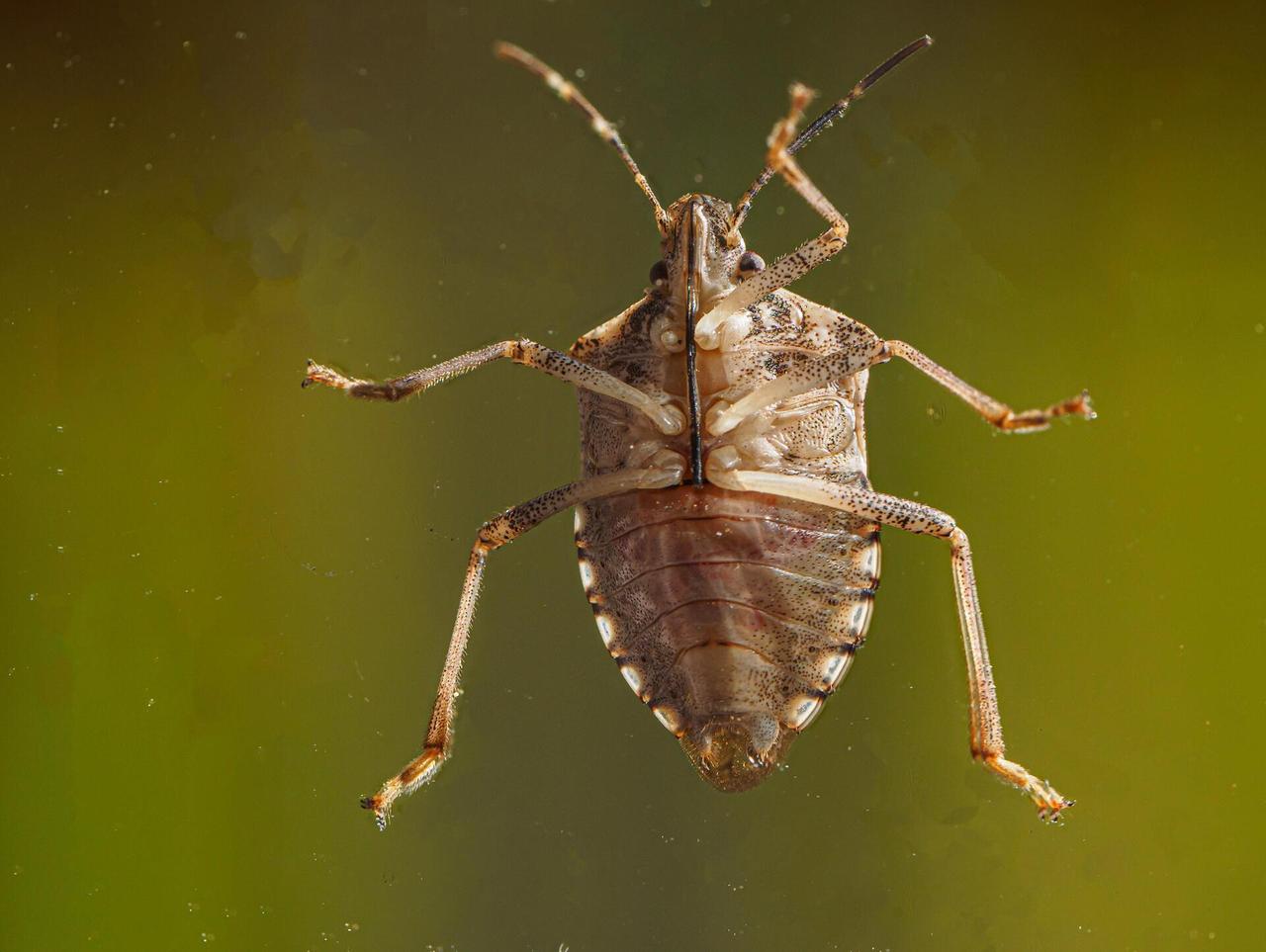 Москвичи массово пожаловались на нашествие клопов
