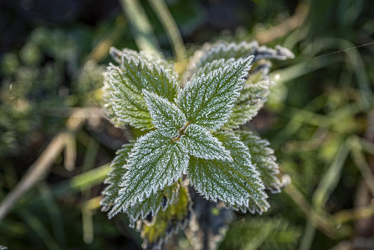 Москвичей предупредили о заморозках