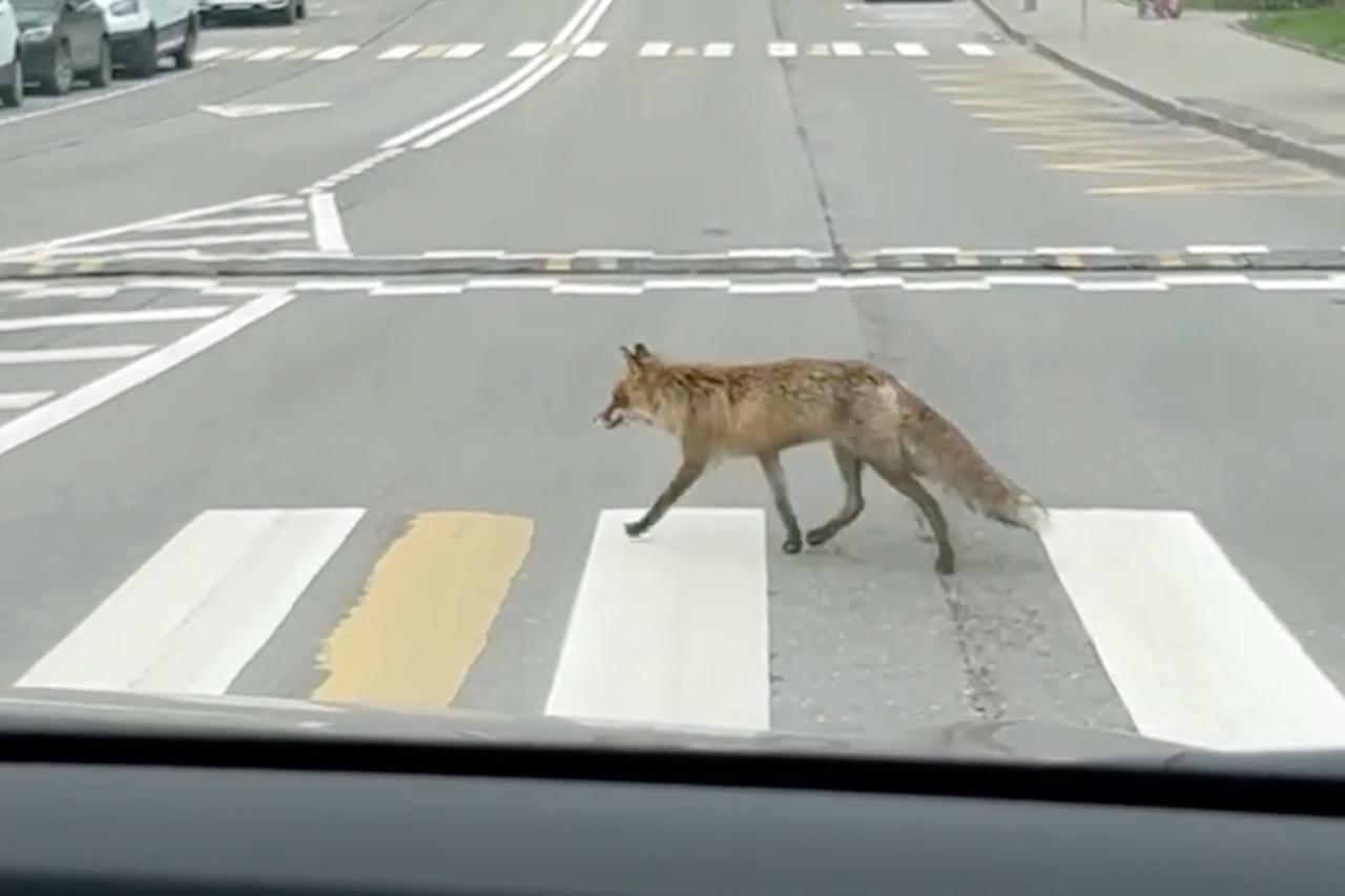 Лиса перешла в Москве дорогу по зебре и попала на видео