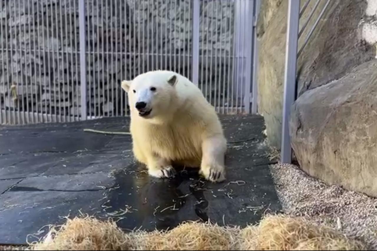 Раскрыты особенности поведения медведя Диксона в дождливую погоду
