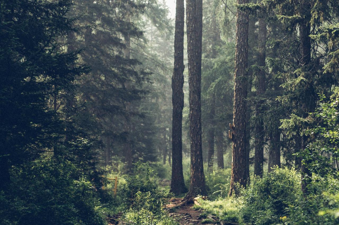 Найденный в лесу череп животного на палке испугал москвичей