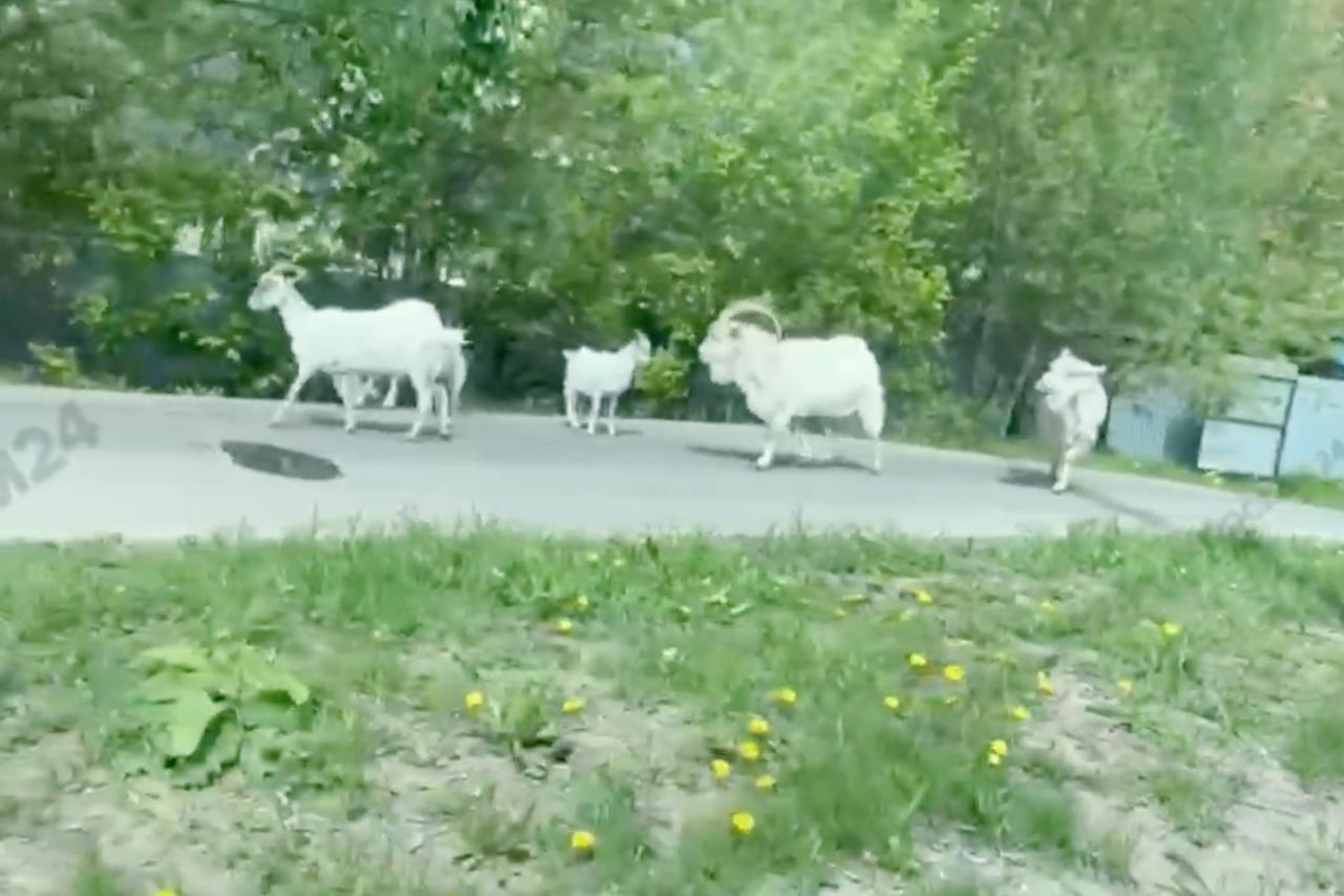 Козы вышли к многоэтажкам в Москве и попали на видео