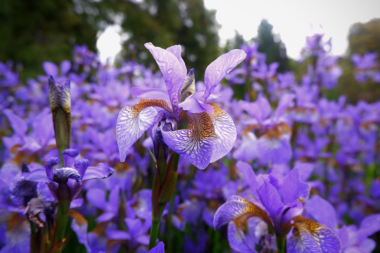 Ветеринар перечислила опасные для собак и кошек дачные цветы