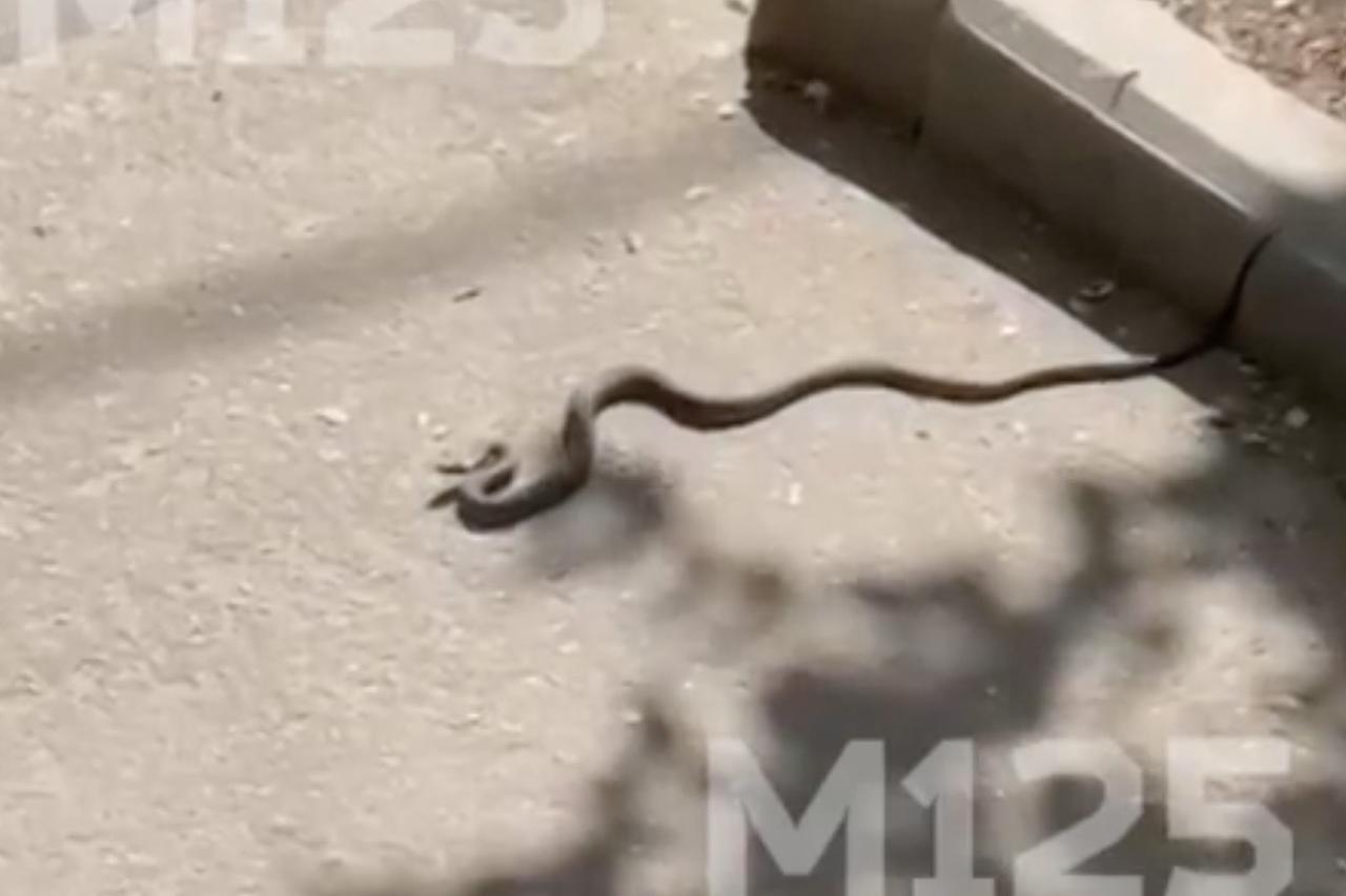 Змея выползла к подъезду московской многоэтажки и попала на видео