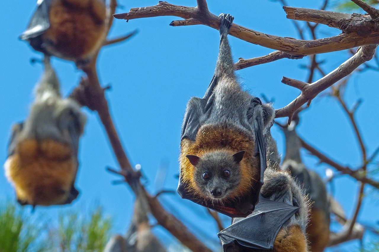 Москвичам перечислили места обитания летучих мышей в городе