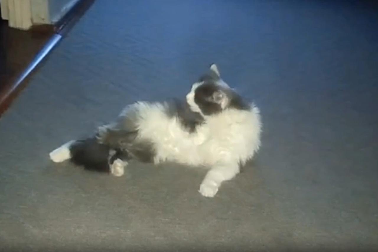 Стало известно о судьбе брошенной хозяином в аэропорту Шереметьево кошки