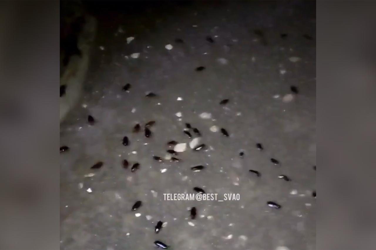 Усеянная крупными тараканами московская улица попала на видео