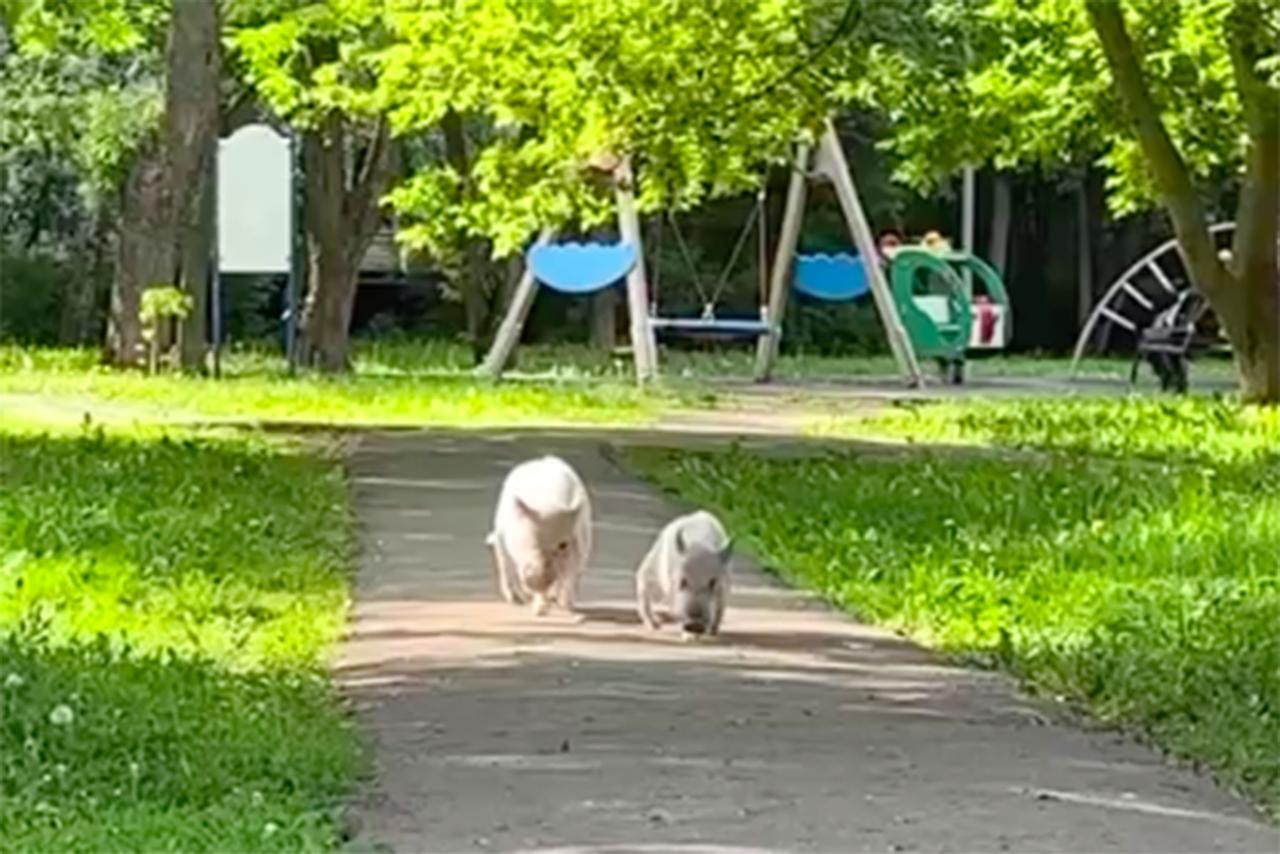 Две свиньи прошли по московской улице и рассмешили пользователей сети