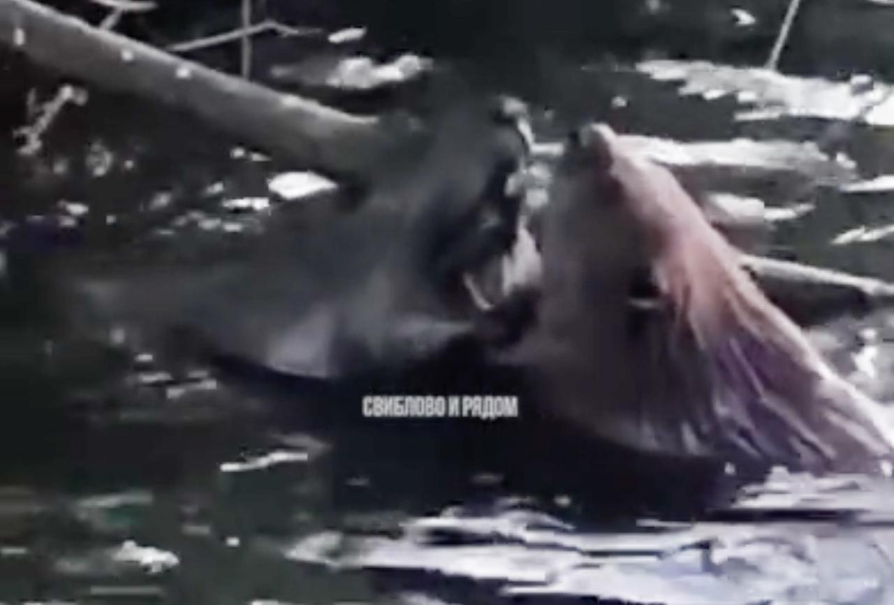 Драка бобров в московской реке попала на видео