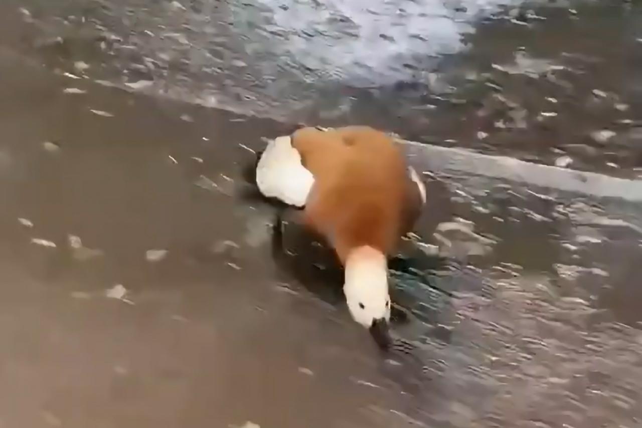 Нападение утки-огаря на прохожего в московском парке попало на видео