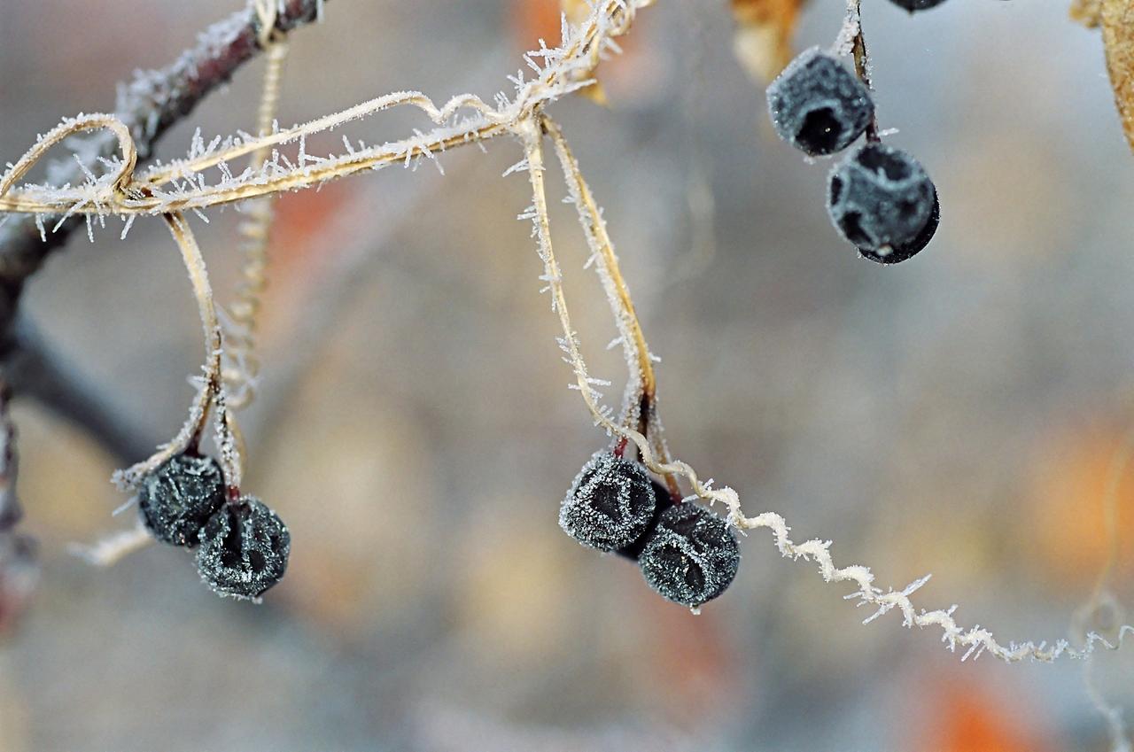 «Оранжевый» уровень погодной опасности объявили в Подмосковье
