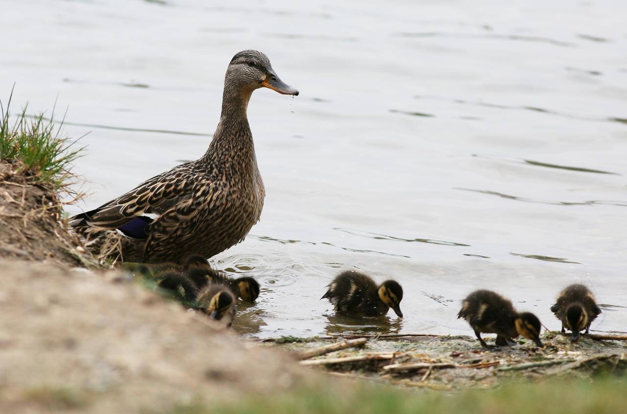Утиная семья прошла по пешеходному переходу в Москве и попала на видео