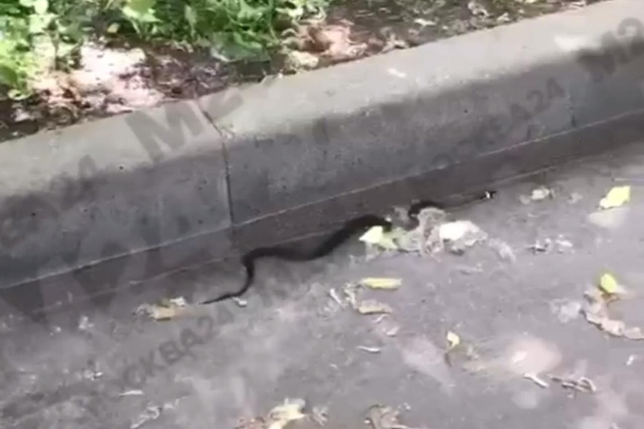 Жители московской многоэтажки пожаловались на нашествие змей