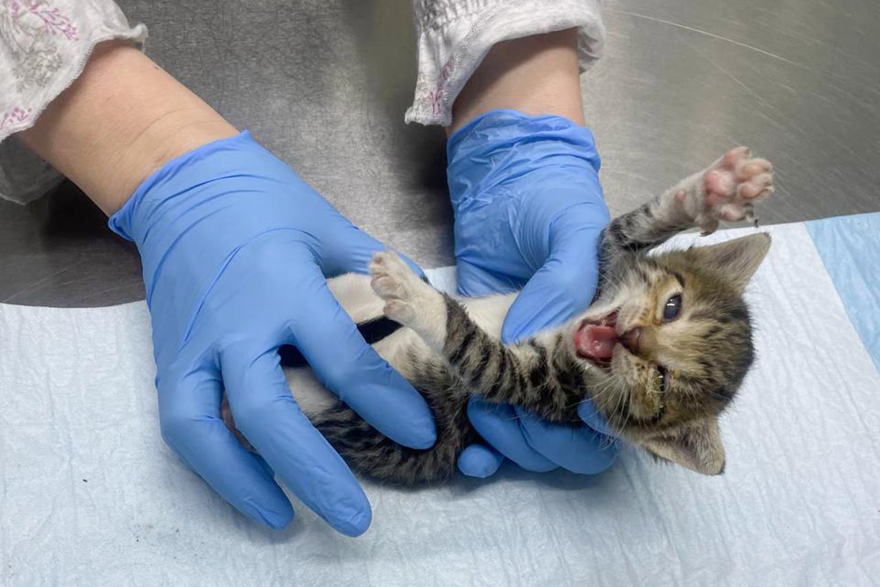 «Застройщики не хотят прослыть живодерами». Как столичное Котобюро спасает бездомных кошек на стройках