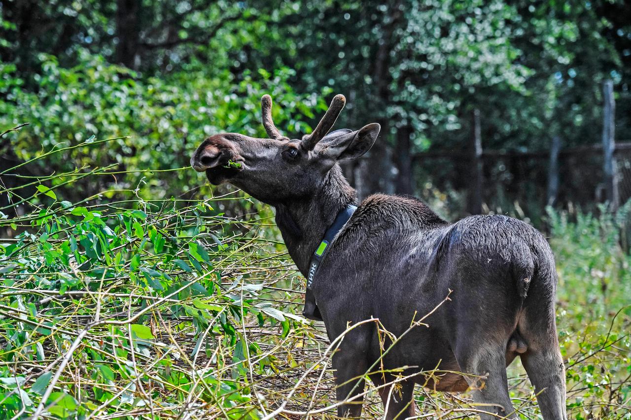 Лоси вышли на автомагистраль в Подмосковье и попали на видео